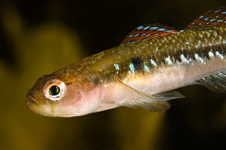 Gobiusculus flavescens